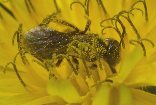 Lasioglossum sp.